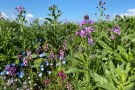 renaissance_veldbloemen_3_1_